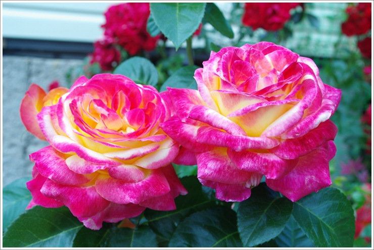 Oriental Peace róże wielkokwiatowe